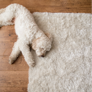 Caring for Your Ultimate Rug: Expert Maintenance Tips